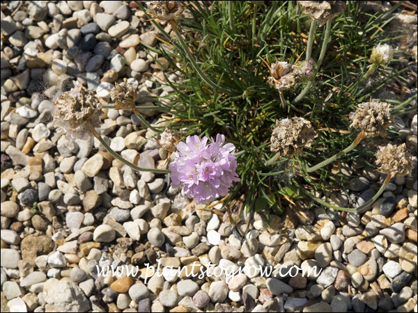Picture taken in the rock garden at Olbrich Botanic Garden.